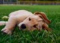 The Best Ways to Take Care of Your ESA