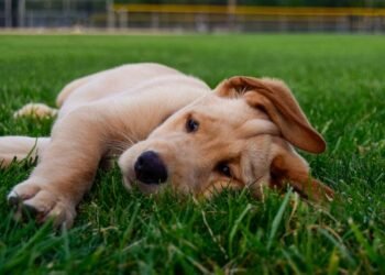 The Best Ways to Take Care of Your ESA