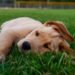 The Best Ways to Take Care of Your ESA