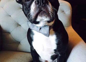 Boston Terrier Breed Guide: The American Gentleman
