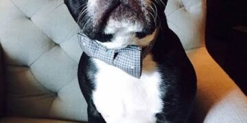Boston Terrier Breed Guide: The American Gentleman