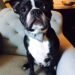 Boston Terrier Breed Guide: The American Gentleman